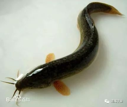 南海瑰寶 探尋優質水產品，哪一款是你的心頭好？